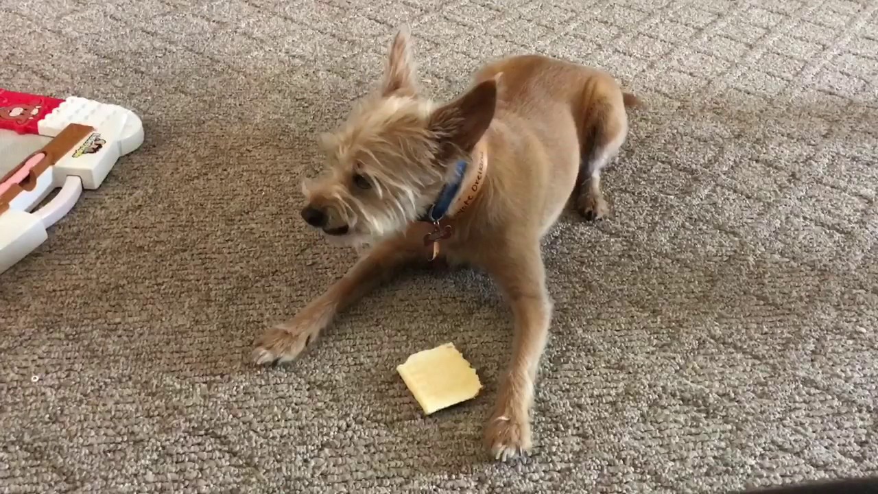 Can Dogs Eat Pop Tarts [2022] Are Poptarts Bad or Safe for ...